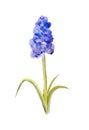 Abstract grape hyacinth