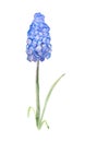 Abstract grape hyacinth