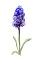 Abstract grape hyacinth