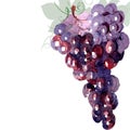 Abstract grape