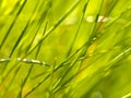 Abstract grass