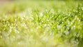 Abstract Grass background with bokeh