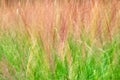 Abstract grass background