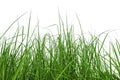 Abstract of grass isolated on white background with clipping path Royalty Free Stock Photo
