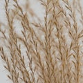 Abstract grass seeds background Royalty Free Stock Photo