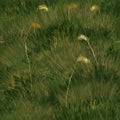 Abstract grassy background. Composition abstract background for greeting card, pattern, textile print
