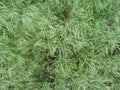 Abstract grassy light green texture of meadow grass Bromus tectorum