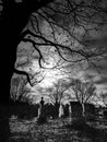 Abstract Graveyard, Tree and Moonlight Royalty Free Stock Photo