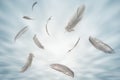 Abstract A Gray Bird Feathers Flying in The Sky with Clouds. Feathers Floating in Dreaming Heavenly Concept.