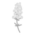 An abstract grayscale image of flowering phlox. Sticker. icon. Isolate. Hello spring. Summer season