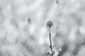 Abstract grayscale shot of a Daisy flower in a field