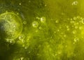 Abstract Green Algae