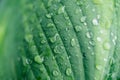 Abstract green background. Beautiful large drops after rain on a leaf. Royalty Free Stock Photo