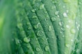 Abstract green background. Beautiful large drops after rain on a leaf.