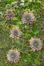 Abstract green houseleek succulent background, plant wall, floral pattern, landscaping ideas