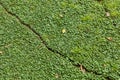 Abstract green background of grass and leaves on the ground