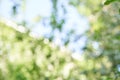 Abstract green and blue bokeh background of sunlit foliage outdoors Royalty Free Stock Photo