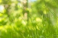 Abstract green blurred bokeh nature background, grass in the sunlight Royalty Free Stock Photo