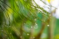 Abstract Green Branches