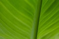 Abstract green canna leaf texture for background Royalty Free Stock Photo