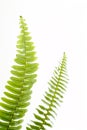 Abstract green fern leaf Royalty Free Stock Photo