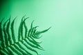 Abstract green fern leaves on blur bokeh background on green backdrop Royalty Free Stock Photo