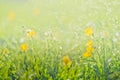 Abstract green Fresh grass and wild small yellow flowers field with abstract blurred foliage and bright summer sunlight