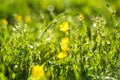 Abstract green Fresh grass and wild small yellow flowers field with abstract blurred foliage and bright summer sunlight Royalty Free Stock Photo