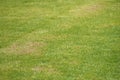 Abstract green grass field and brick floor of footpath texture background Royalty Free Stock Photo