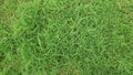 Abstract green grass texture background for background. Royalty Free Stock Photo