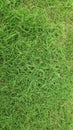 Abstract green grass texture background for background. Royalty Free Stock Photo