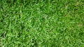 Abstract green grass texture background for background. Royalty Free Stock Photo