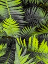 Abstract green grey fern leaves background close up Royalty Free Stock Photo