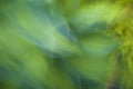Abstract green  hosta leaves flowers in a dreamlike colorful impressionist photo Royalty Free Stock Photo