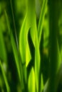 Abstract Green Iris Leaves Royalty Free Stock Photo