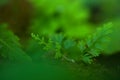 Abstract green leaf background, soft focus, sunny day, fresh spring field, natural textured wallpaper