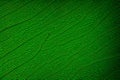 Abstract green leaf background texture. Generative-AI