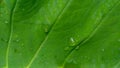 Rain drop on abstract green leaf background texture. Royalty Free Stock Photo