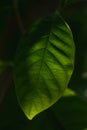 Green leaf backlit by sun with natural blurred background Royalty Free Stock Photo