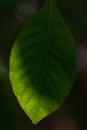 Green leaf backlit by sun with natural blurred background Royalty Free Stock Photo