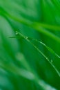Abstract green leaf with drop Royalty Free Stock Photo