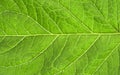 Abstract green leaf texture for background