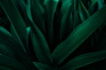 Abstract green leaf texture, nature background, tropical leaf Royalty Free Stock Photo