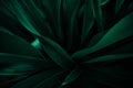Abstract green leaf texture, nature background, tropical leaf Royalty Free Stock Photo