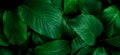 Abstract green leaf texture, nature background, tropical leaf Royalty Free Stock Photo