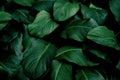 Tropical leaves, abstract green leaves texture, nature background