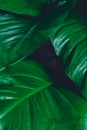 Abstract green leaf texture, tropical leaf foliage nature dark green background Royalty Free Stock Photo