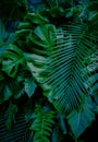 Abstract green leaf texture, tropical leaf foliage nature dark green background Royalty Free Stock Photo