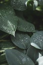 Abstract Green leaf texture with water drops after summer rain. Hosta plant. Nature background and eco concepte Royalty Free Stock Photo