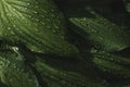 Abstract Green leaf texture with water drops after summer rain. Hosta plant. Nature background and eco concepte Royalty Free Stock Photo